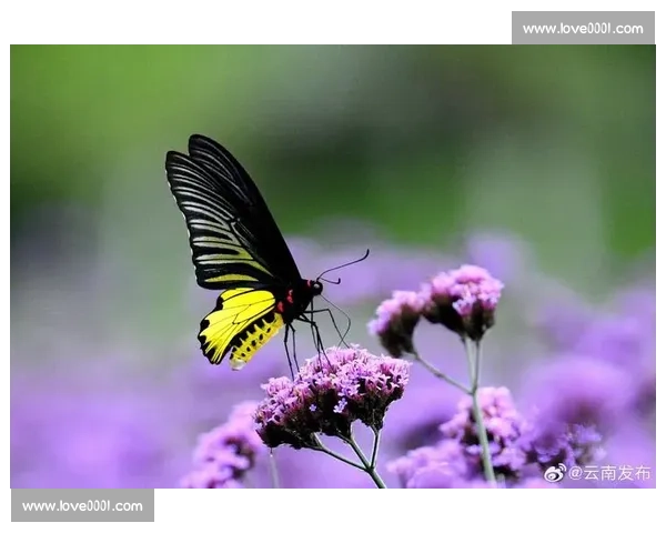 蝶类竞赛盛况:探索自然界中蝴蝶飞行速度与舞姿之美